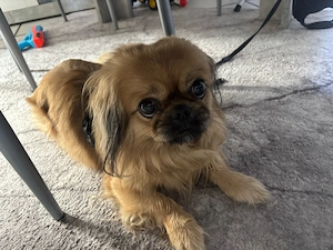    Pekinese Lucky (3 Jahre) sucht liebevolles Zuhause   