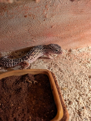 Leopardgecko Pärchen ( Diablo Blanco + Mac Snow) inkl. Terrarium 