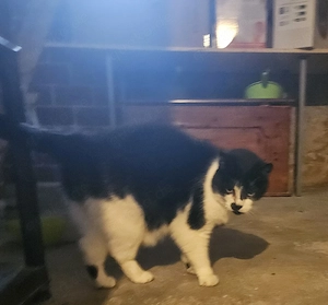 Katze 13 Jahre alt