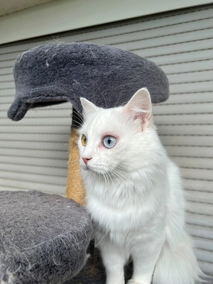 Traumhafte weiße Angora-Katze Gigi mit faszinierenden Augen Bild 2