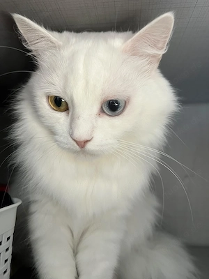 Traumhafte weiße Angora-Katze Gigi mit faszinierenden Augen Bild 3