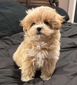 Das ist Pink, ein 8 Wochen alter Maltipoo-Welpe, der ein liebevolles Zuhause für immer sucht.