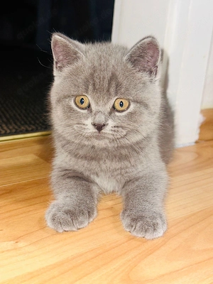 Britisch-Kurzhaare-Kitten 