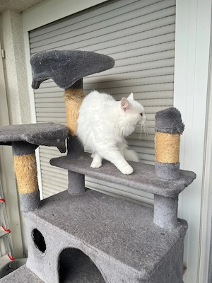 Traumhafte weiße Angora-Katze Gigi mit faszinierenden Augen Bild 4