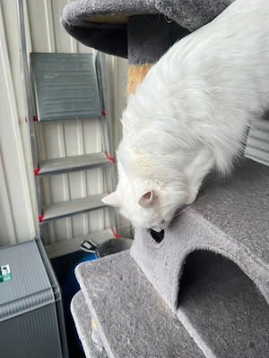 Traumhafte weiße Angora-Katze Gigi mit faszinierenden Augen Bild 5