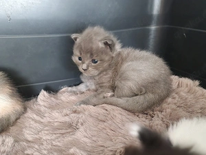 Maine Coon Kitten