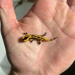 Feuersalamander 
