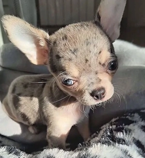 Chihuahua-welpen 