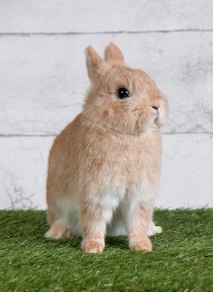 Farbenzwerg Häsin geimpft Hase Hermelin Kaninchen Zwerg
