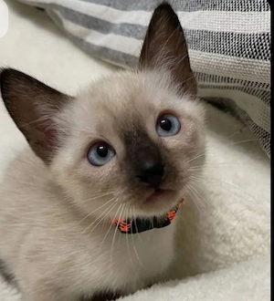 Siam kitten