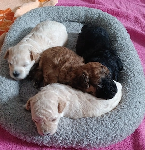Wunderschöne morkipoos