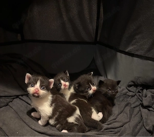 Maine Coone Mix Kitten noch 1x verfügbar