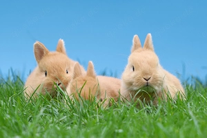 Farbenzwerg Zwergkaninchen Hase Kaninchen Zwerg Hermelin 