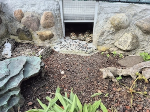 2 griechische Landschildkröten Nachzuchten 