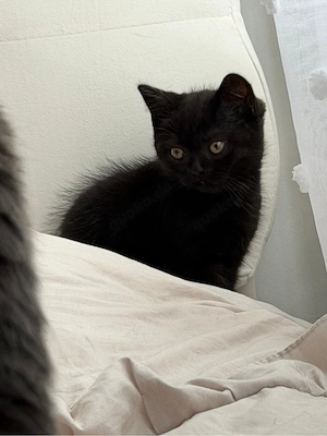 BHK Kitten 