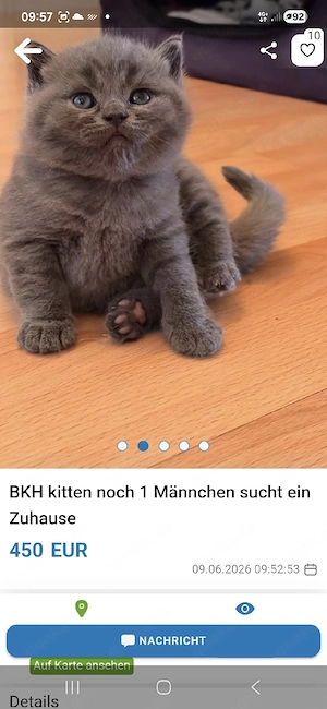 britisch kurzhaar bkh kitten zu verkaufen 