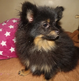 ZwergspImädchen, black and tan, 7 Monate