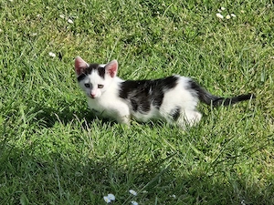Kitten, Katzen, Katzenjunge