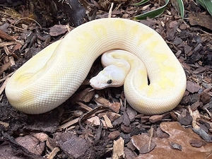 Königspython - 1.0 Super Pastel Lesser Fire Stranger Clown 