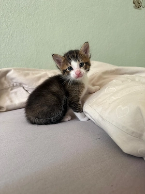 6 Kitten abzugeben 