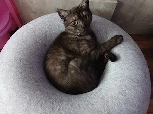 3 katzen geschwister
