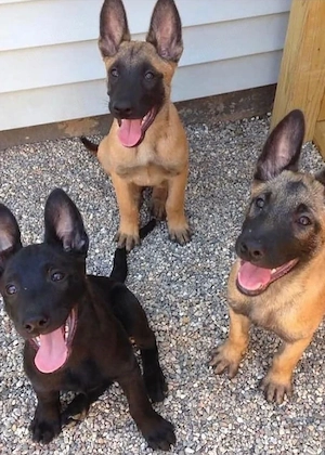 Zuhause aufgezogene Belgische Malinois Welpen.