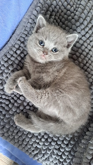 Bkh britisch kurzhaar blau kitten