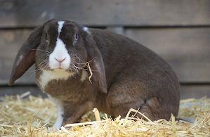 Rex Widder Böckchen 