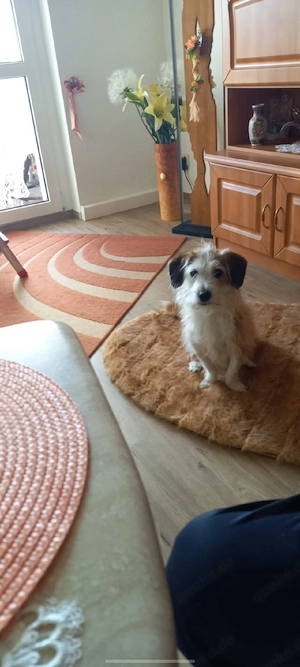 Gina sucht ganz dringend ein neues Zuhause 