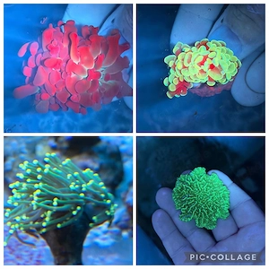 Meerwasser Ableger Korallen SPS LPS Euphylia