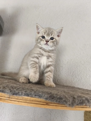 BKH Kitten männlich 