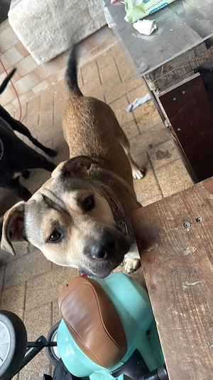 Zwei liebevolle, hübsche Hunde suchen ein liebevolles Zuhause.