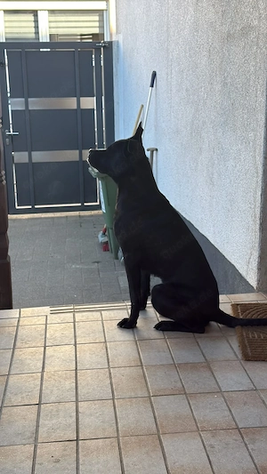 Cane Corso -mix 