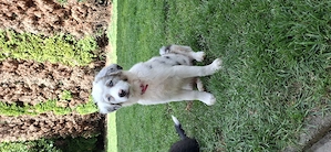 Zuckersüße Australian Shepherd Welpen 