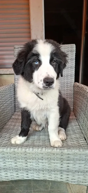 Hat den keiner ein Plätzchen für uns? Australian shepherd Welpen
