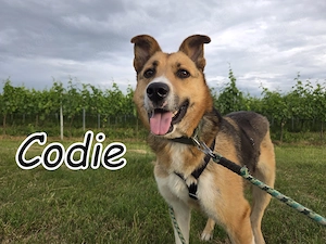 Wer möchte Codie endlich die Liebe schenken, die er so lange vermisst hat?