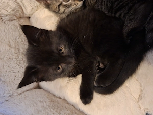  Junger Kater Blacky 