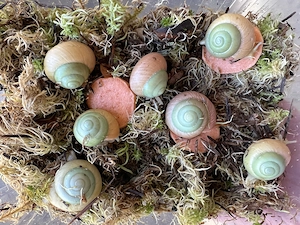 Asperitas Bimaensis Subadult Baumschnecke