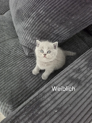 Süße Britisch Kurzhaar Kitten Bkh Kitten
