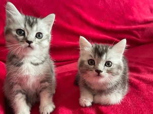Süße Katzenbabys suchen ein liebevolles Zuhause