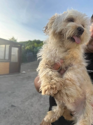 Berti sucht eine Familie!