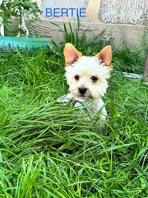 Berti sucht eine Familie!