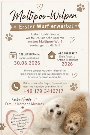 *  Maltipoo-Welpen ab Ende August 2026