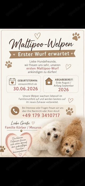 *  Maltipoo-Welpen ab Ende August 2026