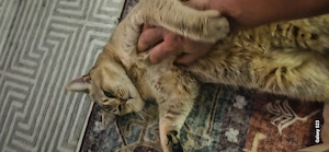 Deckkater Simba   BKH ohne Stammbaum, 1 Jahr, geimpft