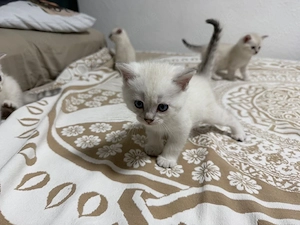 6 Bengal-Perser Mix Kitten   Snow White   Reservierung möglich