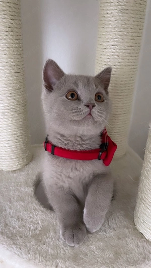 BKH Lilac Kater zu verkaufen