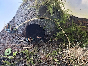 Phylobates vittatus