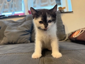 Britisch Kurzhaar Europäisch Kurzhaar Mix Kitten