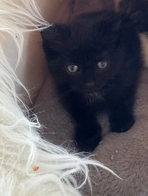 Babykatze 